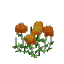 Plant Flower Common Orange