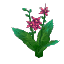 Plant Flower Common Pink
