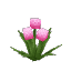 Plant Flower Common Pink2