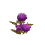 Plant Flower Common Purple