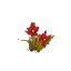 Plant Flower Common Red