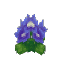Plant Flower Common Violet