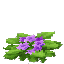 Plant Flower Common Violet2