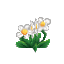 Plant Flower Common White2