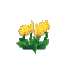 Plant Flower Common Yellow2
