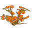 Plant Flower Flax Orange