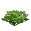 Plant Flower Flax White