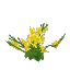 Plant Flower Flax Yellow