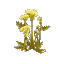Plant Flower Hemlock