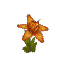 Plant Flower Orchid Orange