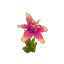 Plant Flower Orchid Pink
