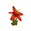Plant Flower Orchid Red