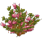 Plant Flower Tall Pink