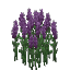 Plant Flower Tall Purple