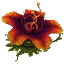 Plant Flower Tall Red