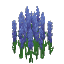 Plant Flower Tall Violet
