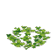 Plant Flower Water Duckweed