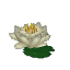 Plant Flower Water White