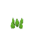 Plant Grass Sharp Short