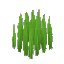 Plant Grass Sharp Tall
