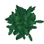 Plant Leaves Ash