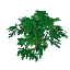 Plant Leaves Banyan