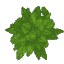 Plant Leaves Beech