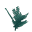 Plant Leaves Cedar