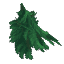 Plant Leaves Fir