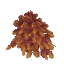 Plant Leaves Fir Red