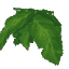 Plant Leaves Jungle