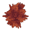 Plant Leaves Maple
