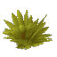 Plant Leaves Palm