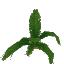 Plant Leaves Palm Oasis