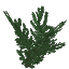 Plant Leaves Redwood