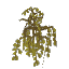 Plant Leaves Sallow