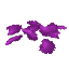 Plant Petals Purple