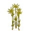Plant Reeds Arid