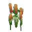 Plant Reeds Marsh