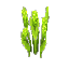 Plant Reeds Poison