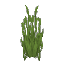 Plant Reeds Water