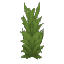 Plant Reeds Wet