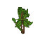 Plant Sapling Beech