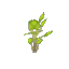 Plant Sapling Birch