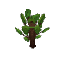 Plant Sapling Oak
