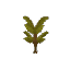 Plant Sapling Palm