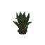 Plant Sapling Redwood