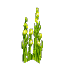 Plant Seaweed Grass Bulbs