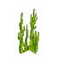 Plant Seaweed Grass Green