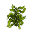 Plant Seaweed Wet Stack